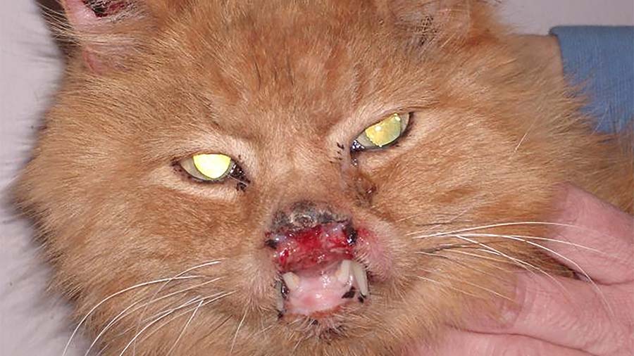 cat with rodent ulcer
